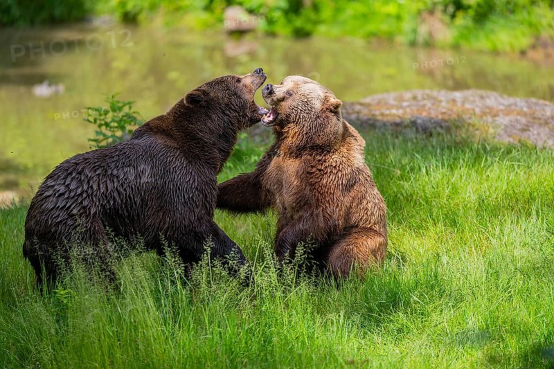 Eurasian brown bear (Ursus arctos arctos) playing with each other on a meadow, Bavarian Forest, Bavaria, Germany