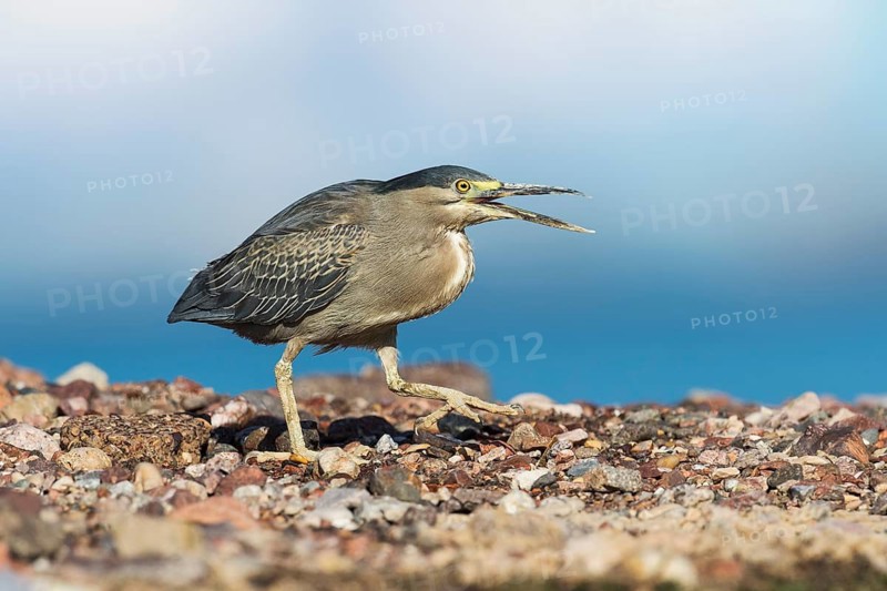Striated Heron (Butorides striata), Eilat, Israel