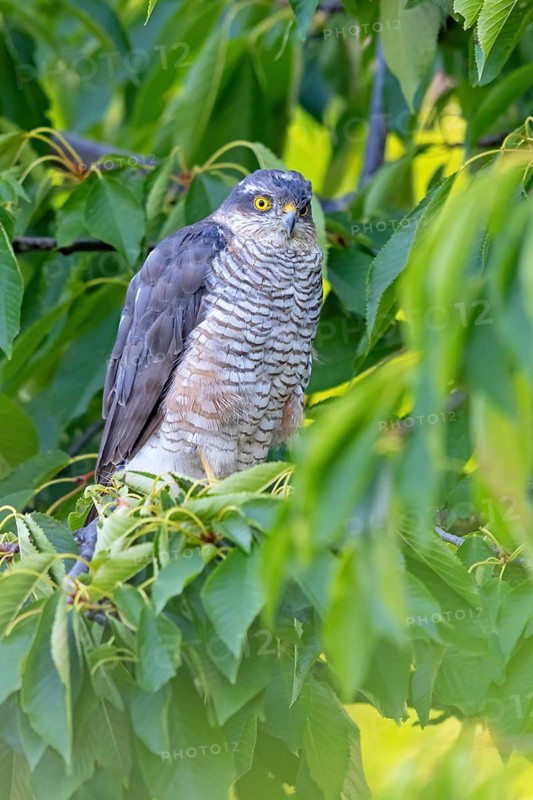 Eurasian sparrowhawk (Accipiter nisus), Rhein-Pfalz-Kreis, Neuhofen, Rhineland-Palatinate, Germany