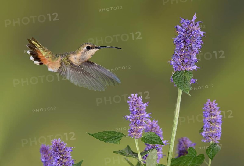 Lucifer Sheartail (Calothorax lucifer) female feeding on flower nectar, Texas, USA