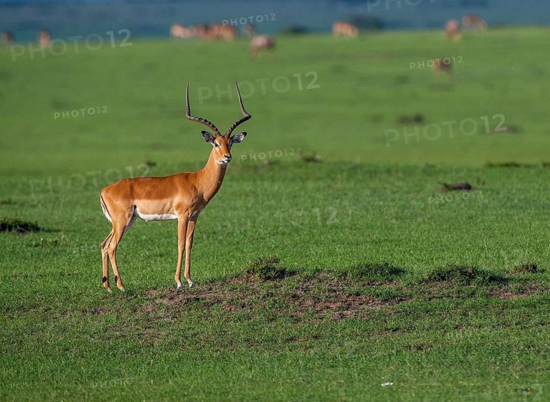Blackheel antelope (Aepyceros melampus), South Africa