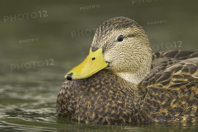 Mexican Duck (Anas diazi), New Mexico, USA