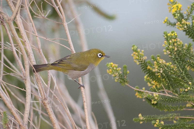 Cape White-eye (Zosterops virens), Western Cape, South Africa