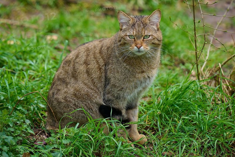 A wildcat sits attentively in the green grass in a forest clearing, European wildcat (Felis silvestris), Germany