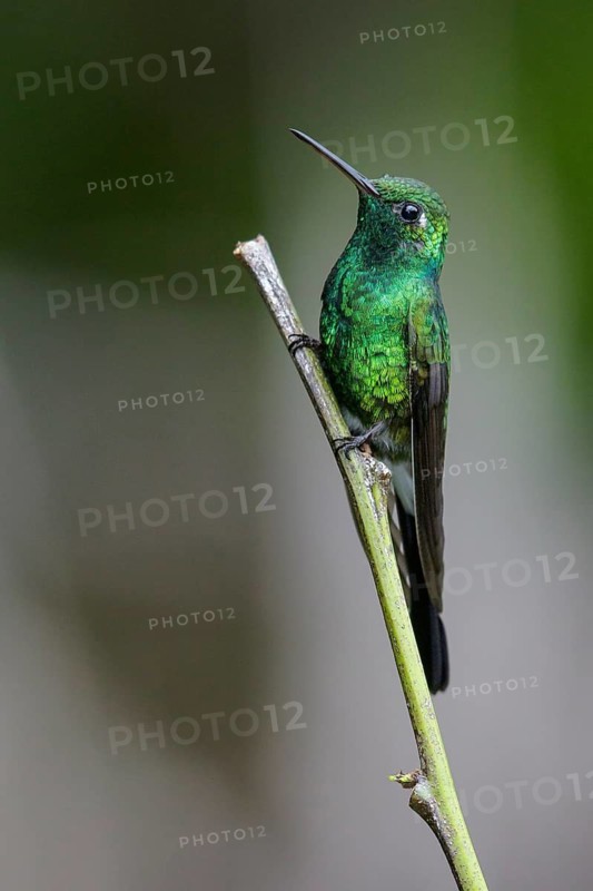 Cuban Emerald (Chlorostilbon ricordii) perched on a branch in Cuba