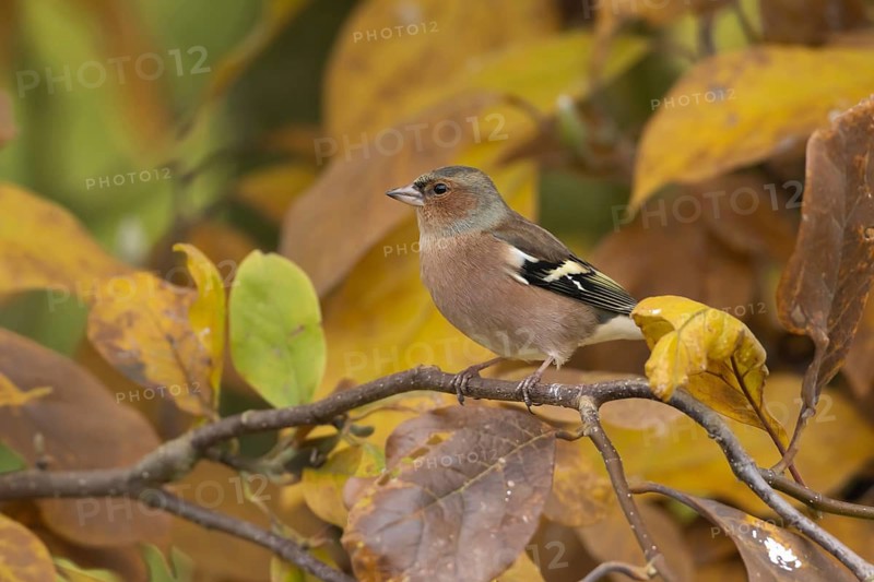 Eurasian chaffinch (Fringilla coelebs) adult male garden bird in a Magnolia tree with autumn colour leaves, Suffolk, England, United Kingdom