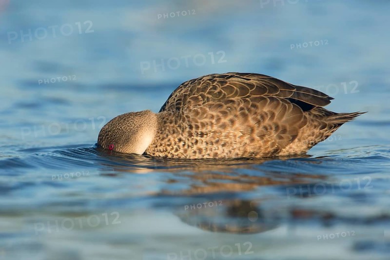 Grey Teal (Anas gracilis), Victoria, Australia