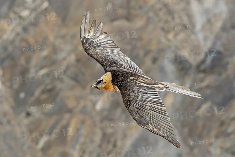 Bearded vulture, lammergeier, (Gypaetus barbatus), (Gypaetus barbatus meridionalis), flight photo, animals, birds, vulture, bird of prey, hawk-like family, mountain scenery, blue sky, free-view, Gemmi Pass, Valais, Switzerland
