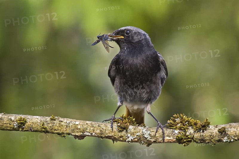 Black Redstart (Phoenicurus ochruros) male with insect prey in beak to feed chicks, Bavaria, Germany