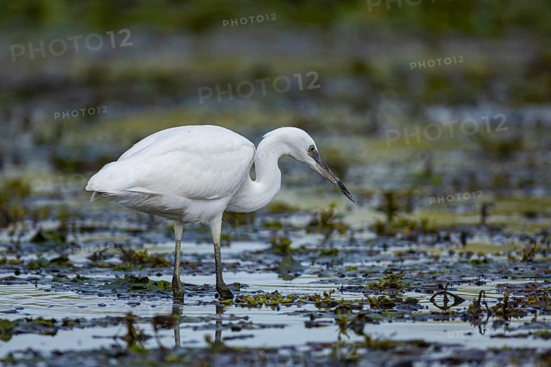 Little Egret (Egretta garzetta) Hungary