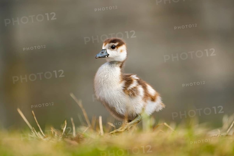 Egyptian goose (Alopochen aegyptiaca) cute chick on a meadow at the shore of a lake, Bavaria, Germany