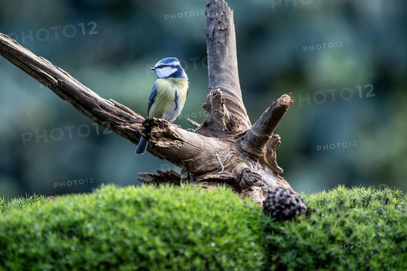Blue tit (Parus caerulea), Emsland, Lower Saxony, Germany