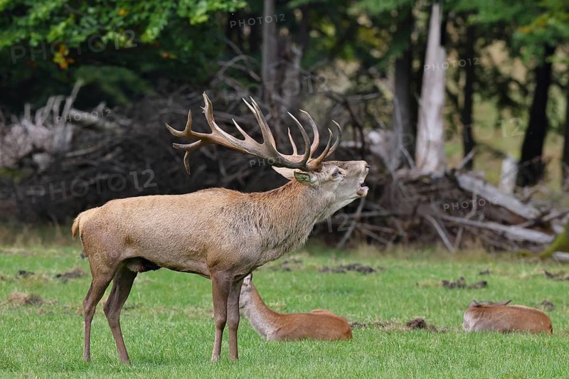 Red deer (Cervus elaphus) during the rutting season, capital stag in his herd with hinds roaring in a forest clearing, wildlife, Sauerland, North Rhine-Westphalia, Germany