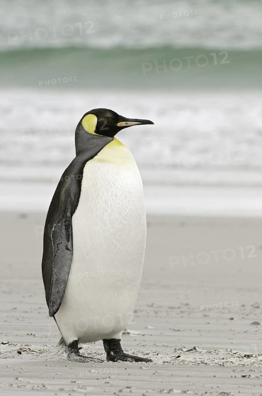 King Penguin (Aptenodytes patagonicus), Falkland Islands