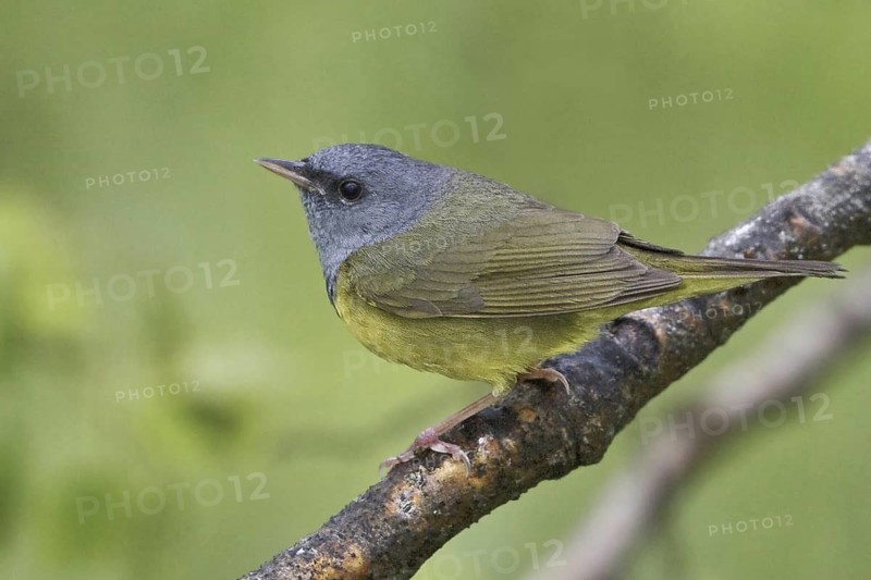 Mourning Warbler (Geothlypis philadelphia) male, Manitoba, Canada