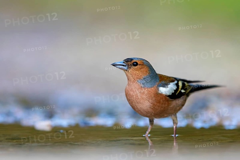 Chaffinch, (Fringilla coelebs), foraging, biotope, Wadi Darbat, Salalah, Greece, Oman