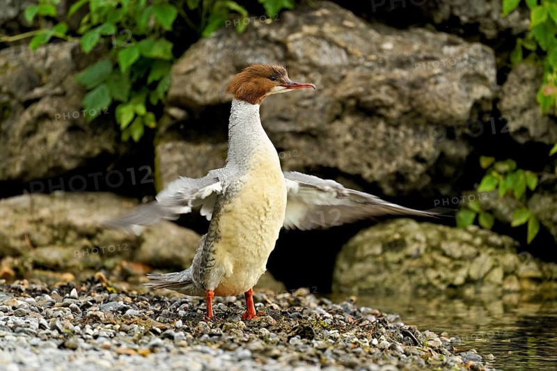 Goosander (Mergus merganser), female shaking her wings, Lake Zug, Cham, Canton Zug, Switzerland