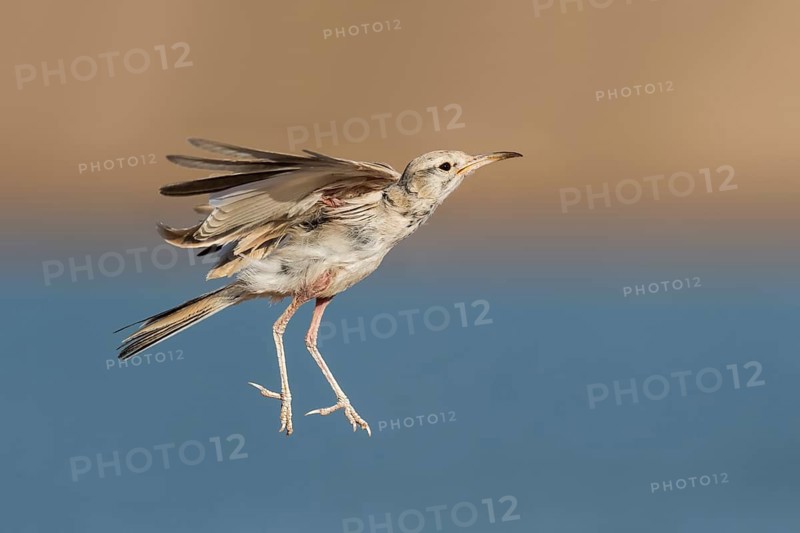 Greater Hoopoe-Lark (Alaemon alaudipes) juvenile flying, Eilat, Israel