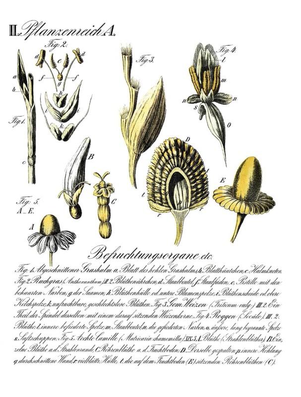 Botany, plant kingdom, fertilization organs of various plants from the group of grasses and daisy plants, reproduction of a historical school painting, mural or teaching board, authentic, exact date unknown