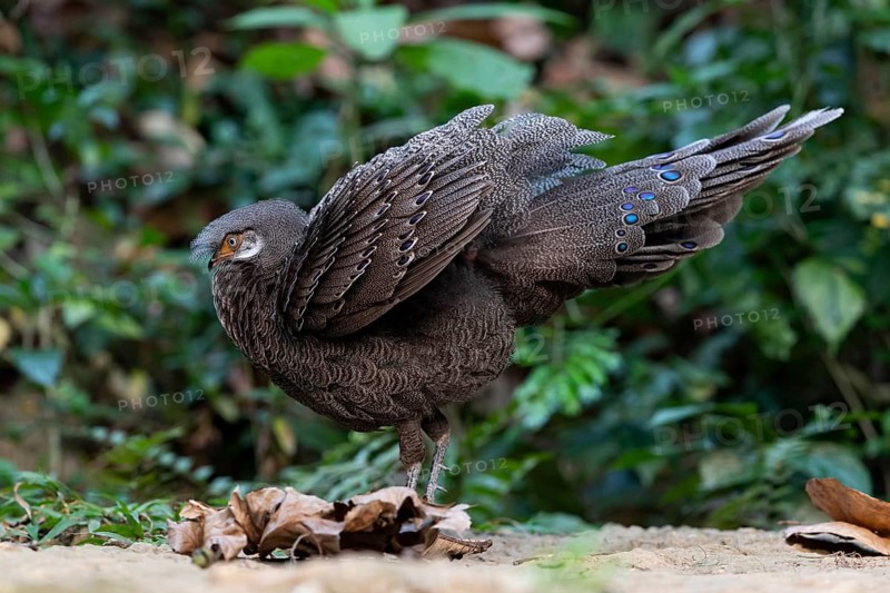 Grey Peacock-Pheasant (Polyplectron bicalcaratum) male foraging, Yunnan, China