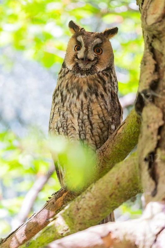 Long-eared owl (Asio otus) perched on a branch, roosting during the daytime, calling, Bavaria, Germany