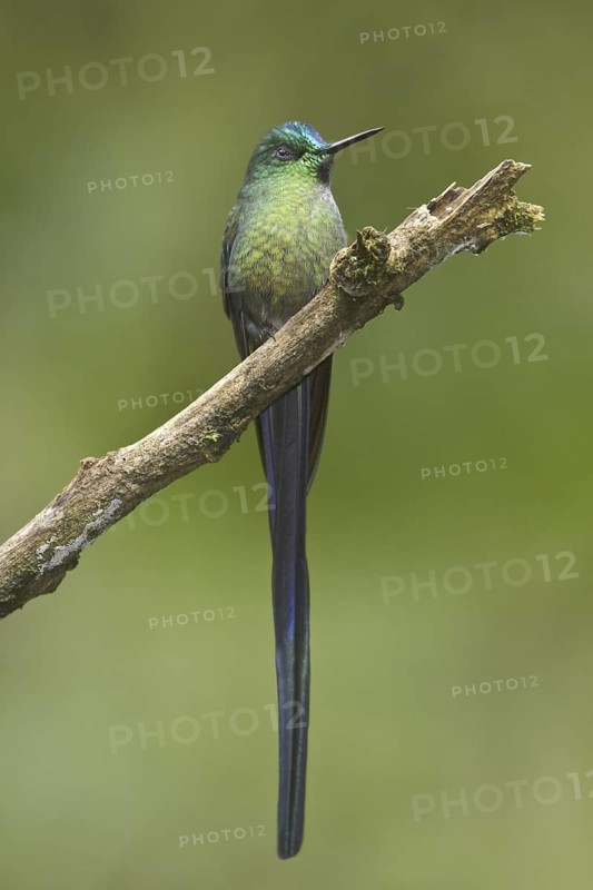Long-tailed Sylph (Aglaiocercus kingii), Ecuador