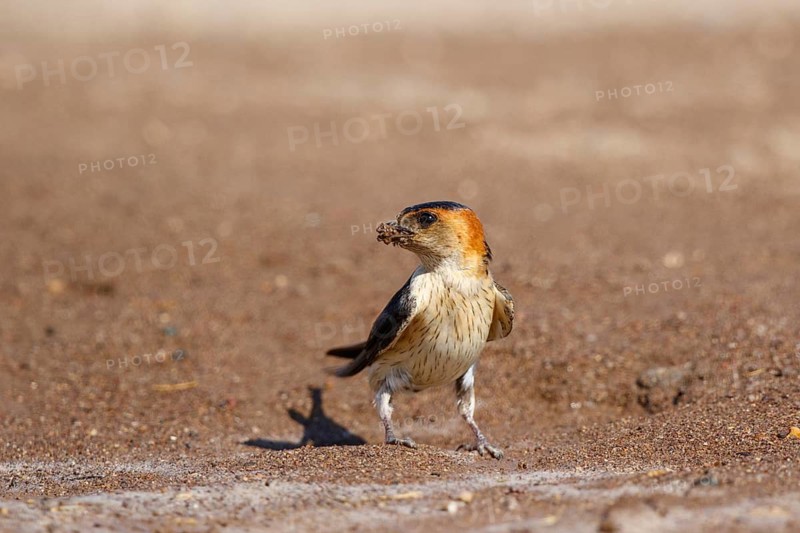 Red-rumped Swallow (Cecropis daurica), Lesvos, Greece