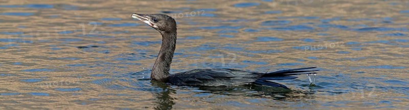 Pygmy Cormorant, (Phalacrocorax pygmeus), animals, birds, cormorant family, swimming in water, Gome Junction Fish Ponds, Hula Valley, Northern District, Israel