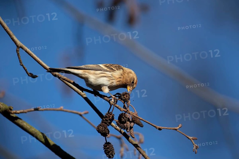 Common redpoll (Acanthis flammea) adult bird feeding on Alder (Alnus glutinosa) tree seeds in winter, Suffolk, England, United Kingdom