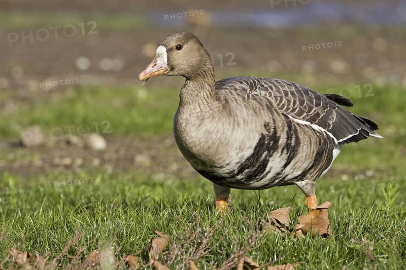 Greater White-fronted Goose (Anser albifrons), British Columbia, Canada