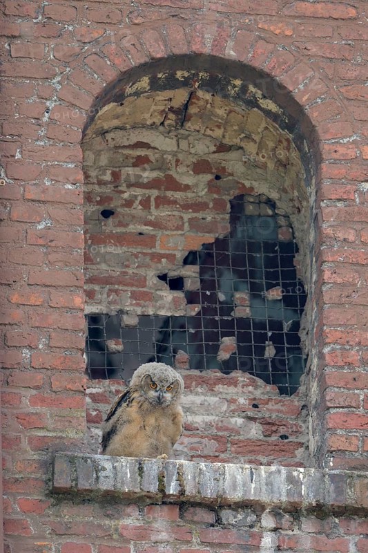 Uhu (Bubo bubo), Eagle Owl, Jungvogel im Nest, Juni, Zeche Ewald, Herten, Ruhrgebiet, Nordrhein-Westfalen, Deutschland