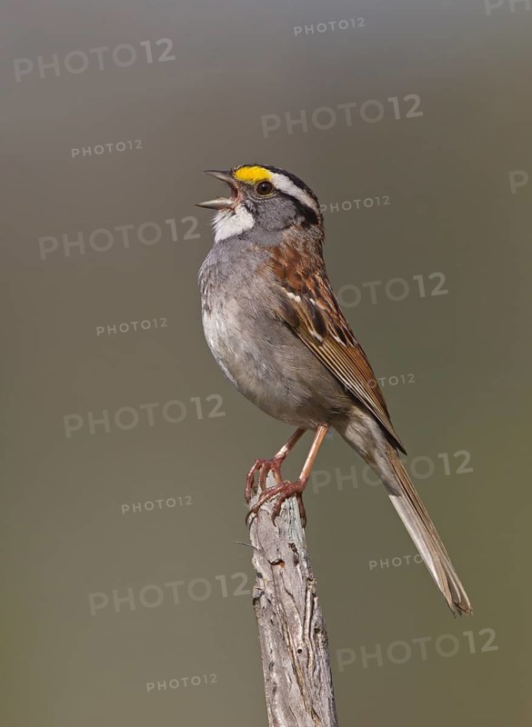 White-throated Sparrow (Zonotrichia albicollis) singing, Michigan, USA