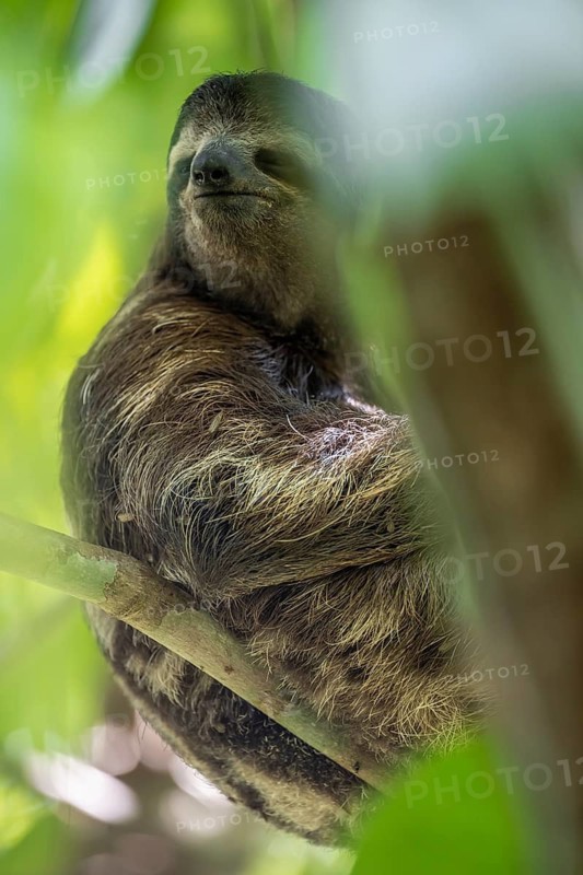 Brown-throated sloth (Bradypus variegatus) in a tree, Cahuita National Park, Costa Rica