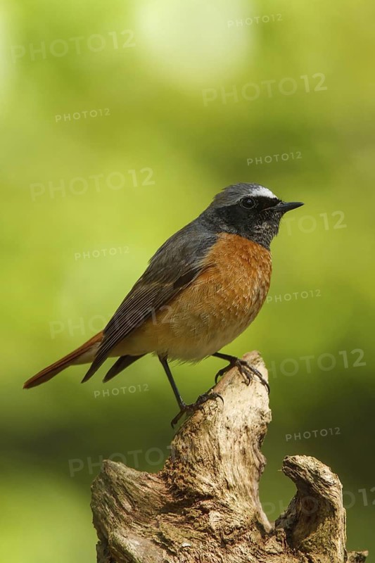 Common Redstart (Phoenicurus phoenicurus) male, Netherlands