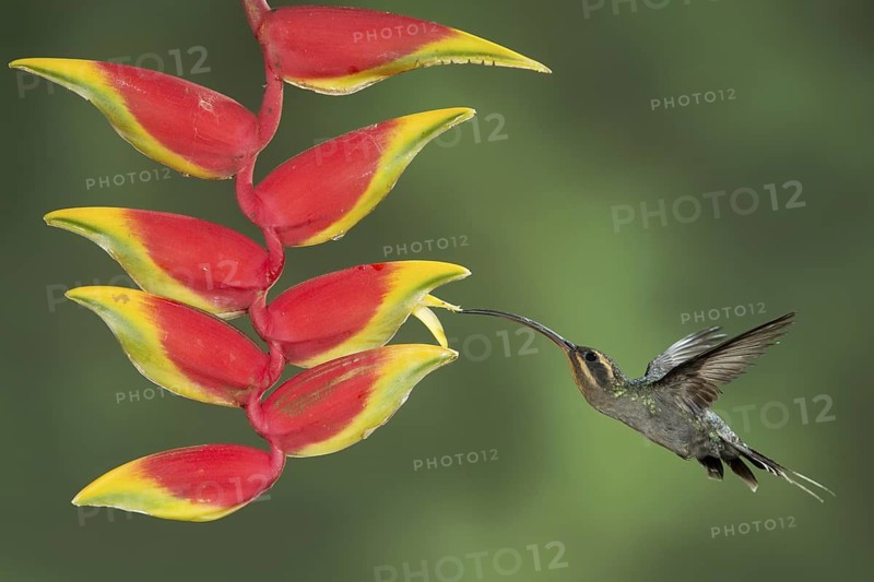 Green Hermit (Phaethornis guy) flying and feeding at a flower in the cloud forest of Costa Rica, Central America