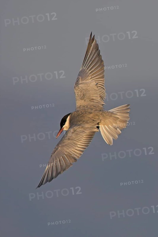 Whiskered Tern (Chlidonias hybrida) flying, Lesvos, Greece