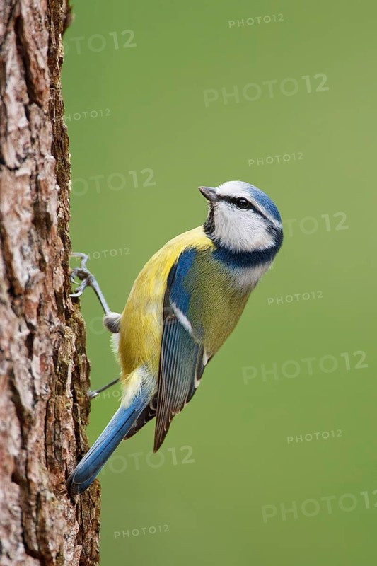Eurasian Blue Tit (Cyanistes caeruleus), Berlin, Germany