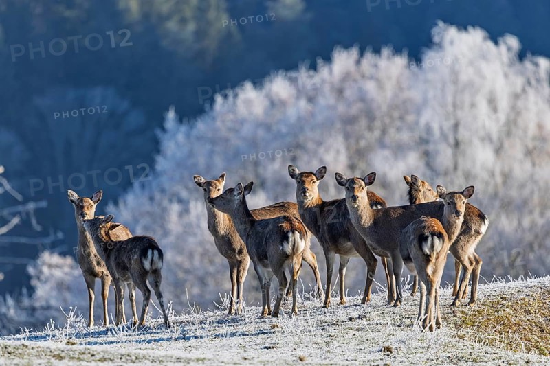 A herd of Japanese sika deer (Cervus nippon nippon) stands on a frost-covered meadow in hilly terrain. A frost-covered forest can be seen in the background. Southern Honshu, Shikoku, and Kyushu, Japan