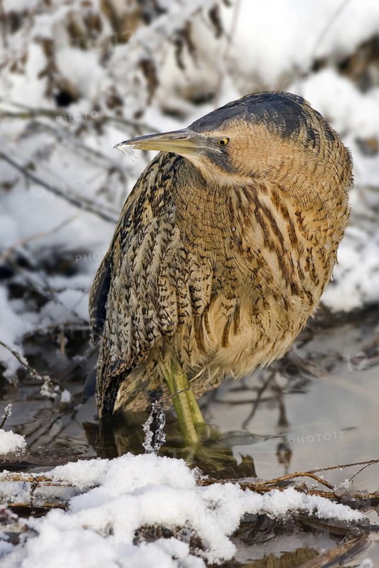 Eurasian Bittern (Botaurus stellaris), Saxony-Anhalt, Germany