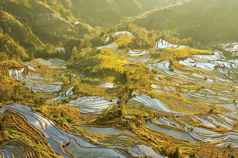 Celestial Stairs — The Yuanyang Rice Terraces in Yunnan, China, carved by the Hani people over 1, 300?years, form a UNESCO-listed landscape covering about 16, 603?hectares (166?km²), stretching from roughly 140?m to 2, 940?m in elevation, with over 3, 000 terraced steps in the main scenic areas, where water, light, and tradition exist in perfect harmony between humans and nature