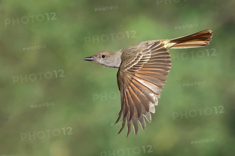 Brown-crested Flycatcher (Myiarchus tyrannulus) flying, Arizona, USA