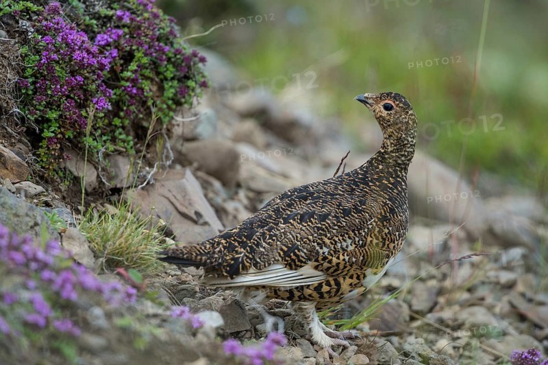 Rock Ptarmigan (Lagopus muta), Iceland