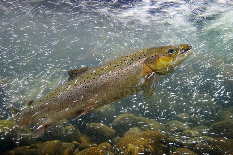 Swimming salmon (Salmo salar) under water, Laerdalsoyri, Norway