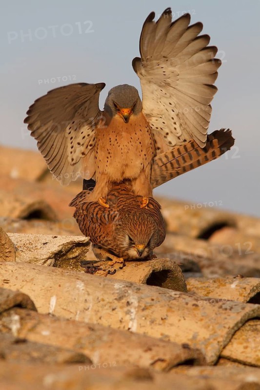 Lesser Kestrel (Falco naumanni), pair mating, Castile-La Mancha