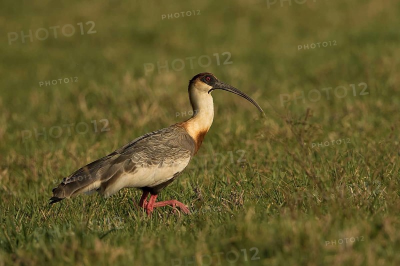 Buff-necked Ibis (Theristicus caudatus) feeding in a wetland area, Bolivia