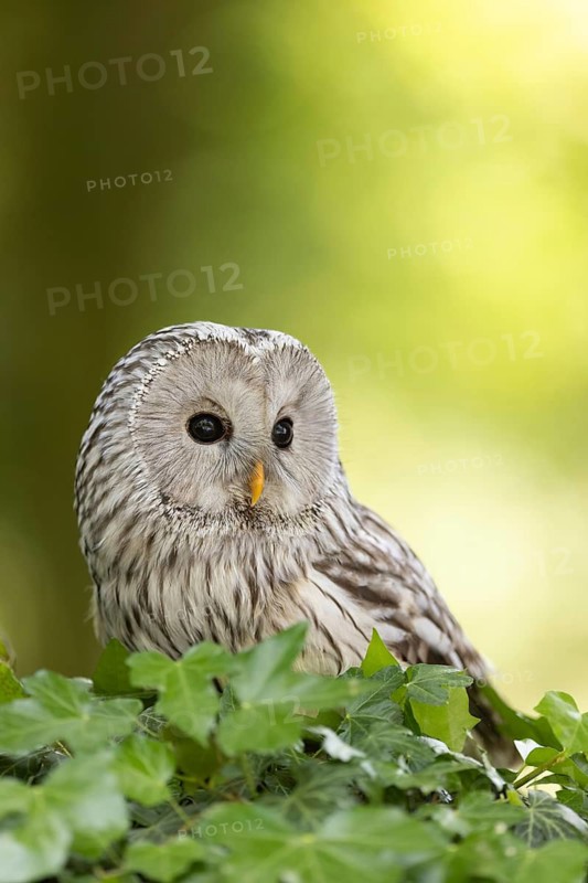 Ural Owl (Strix uralensis) captive, Bavaria, Germany