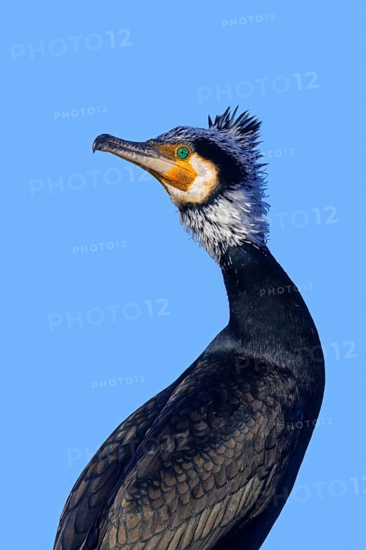 Close-up portrait of adult great cormorant, continental cormorant (Phalacrocorax carbo sinensis) in breeding plumage in late winter