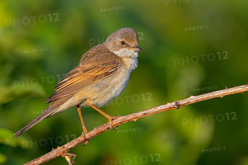Whitethroat, common whitethroat (Sylvia communis), Fauvette grisette, Curruca Zarcera, songbird, shrub wren, Bad D¸rkheim district, Hockenheim, Baden-Württemberg, Germany