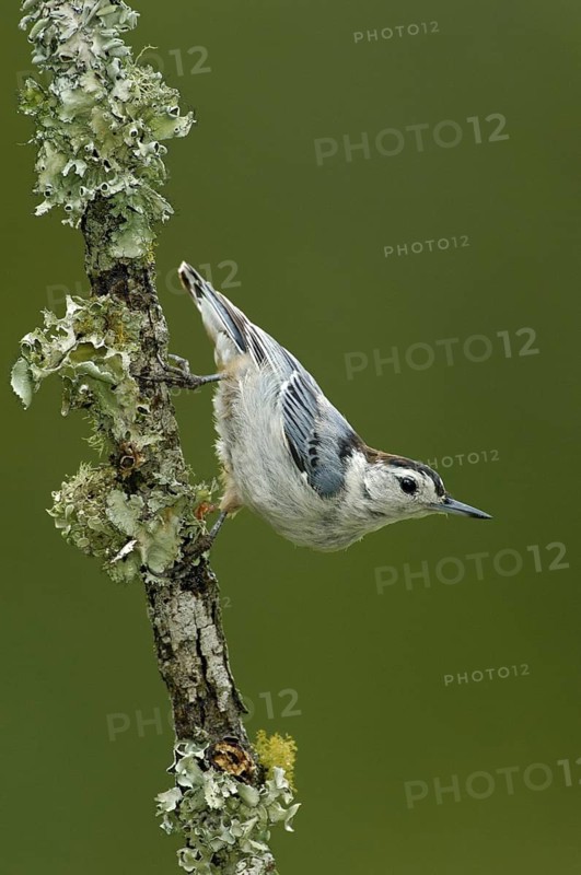 White-breasted Nuthatch (Sitta carolinensis), Maine, USA