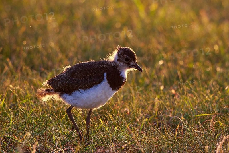 Northern Lapwing (Vanellus vanellus) juvenile perched on field, North Rhine-Westphalia, Germany